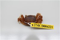 藏品(斯氏沙蟹)的圖片